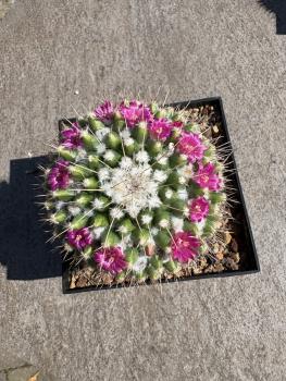 Mammillaria knippeliana